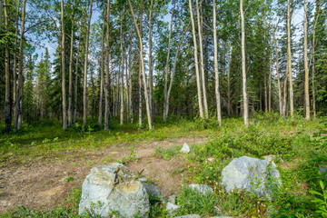 Denali National Park