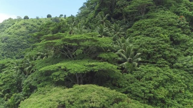 AERIAL: Dense acacia and palm trees forest in mountain jungle
