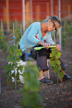 Sweden, Ostergotland, Mature woman working in vineyard