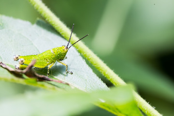 Grasshopper on a green leaf