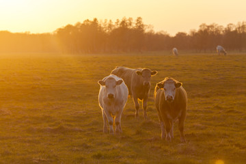 Sweden, Skane, Torna Hallestad, Cows on pasture