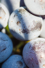 Bunches of red wine grapes hanging on the wine