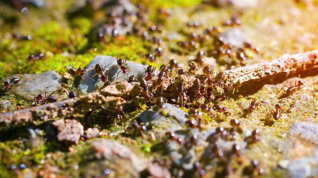 Long column with hundreds of terrestrial termites on a harvesting expedition, marching over a fallen stick in the forest. UHD video