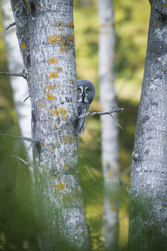 Sweden, Sodermanland, Owl peeking around tree