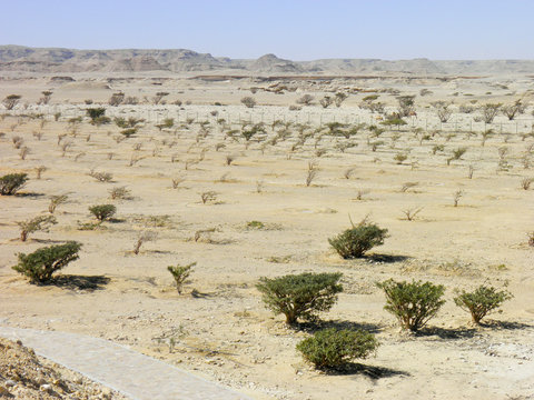 Frankincense tree in Wadi Dawkah Frankincence Nature Resort. Dho