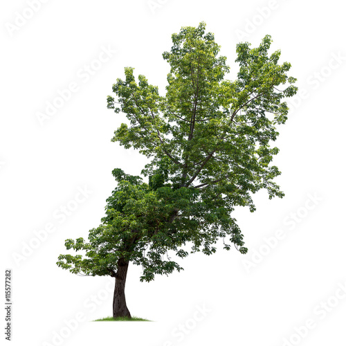 "Isolated tree on white background" Stock photo and royalty-free images