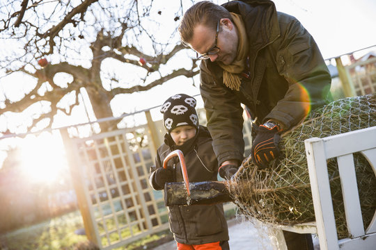 Sweden, Sodermanland, Alvsjo, Father with son (6-7) sawing fir tree on backyard