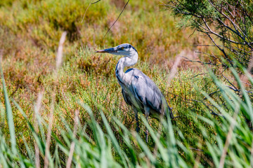 Le héron cendré de Camargue