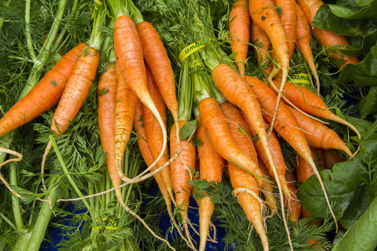 Bunches of farm fresh carrots at a farmer's market