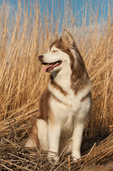 Brown Siberian husky relaxing 