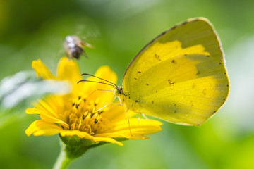 butterfly on flower