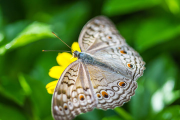 butterfly on flower