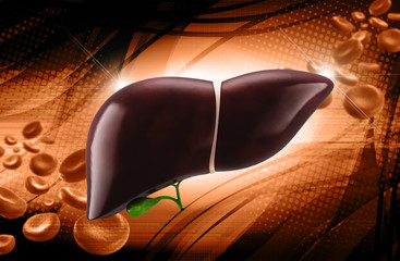 Digital illustration of liver