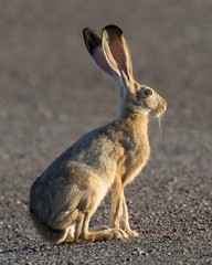 Black-tailed jackrabbit, seen near  a north California marsh