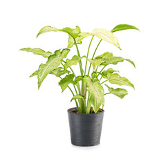 House plant isolated on white background