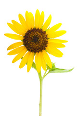 Beautiful close-up of yellow sunflower and green leaf.