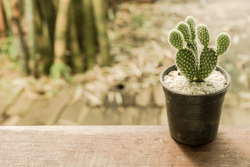 cactus on wood Still Life Natural Three with blurry background