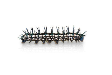 Autumn Leaf caterpillar