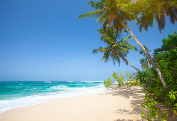 tropical beach with coconut palm