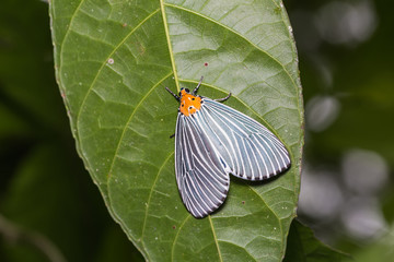 Neochera dominia moth