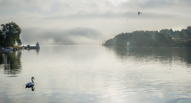 Sweden, Sodermanland, Gamla Oxelosund, Landscape with mute swan on water