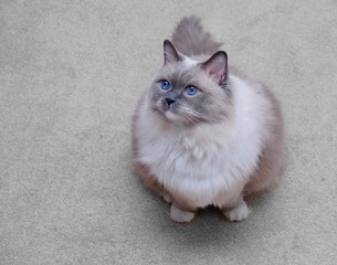 Blue eyed cat.