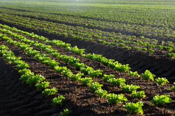 Fototapeta na wymiar Lettuce farming closeup with water from sprayers spraying onto the lettuce