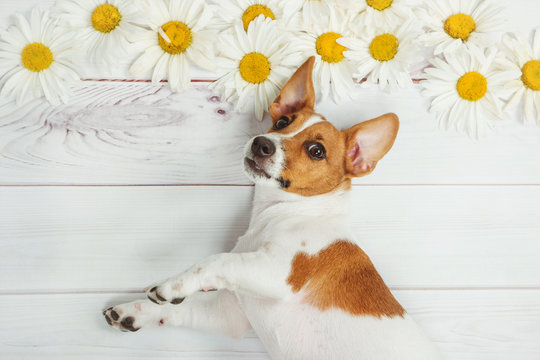 Puppy jack russell with daisy flowers on light wooden background