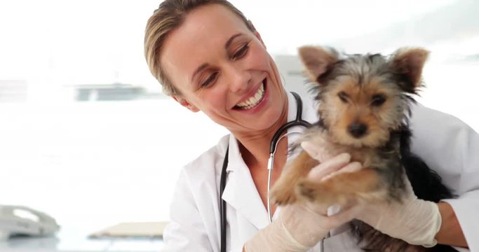 Smiling vet checking a yorkshire terrier