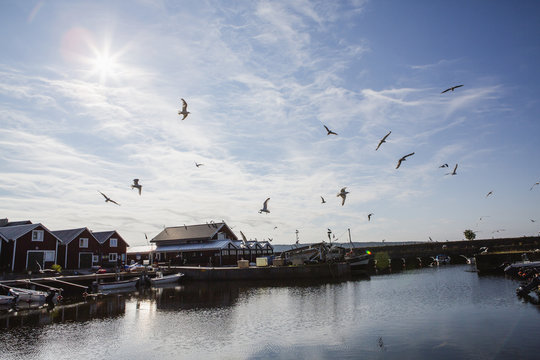 Birds flying over fishing village