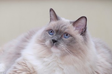 Obraz premium Cat blue eyes. Ragdoll cat purebred blue mitted. 