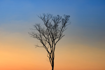 Naklejka premium lonely tree against sunrise background,Loei province in Thailand