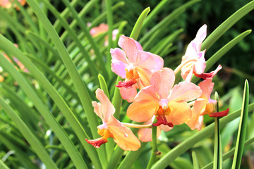Fototapeta premium Orchid orange flower