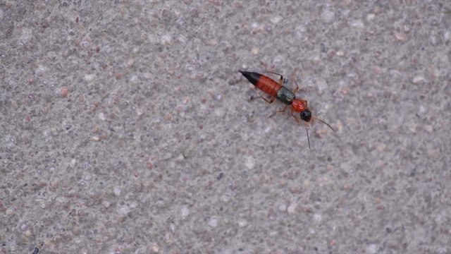 Paederus, Rove Beetle on cement wall