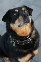 собака ждёт угощения.
