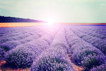 Obraz na płótnie Canvas Lavender flowers lilac nature summer field background