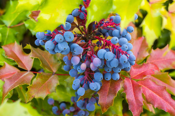 Oregon grape plant in full bloom