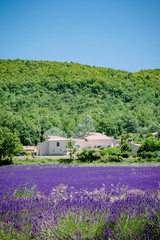 Fototapeta na wymiar Champs de lavandes en Provence