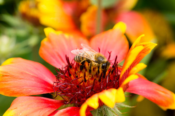 Biene auf einer roten Kokardenblume