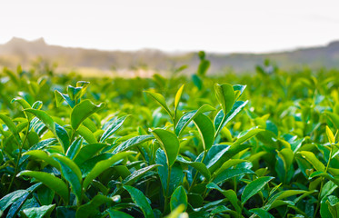 green tea leaves in  field.