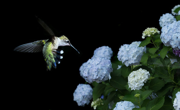 Hummingbird Hovering on Hydrangea over black background