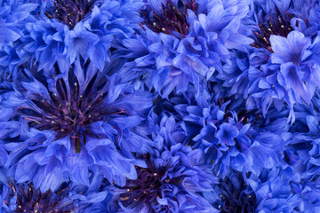 Blue Cornflower Herb or bachelor button flower heads background