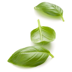 Obraz premium Sweet basil herb leaves isolated on white background closeup