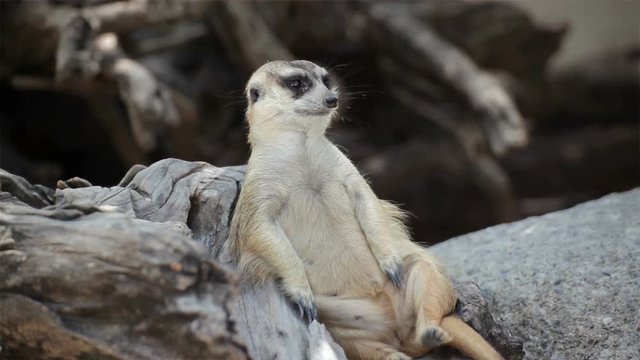 alert meerkat (Suricata suricatta) sitting and relax on tree as guard