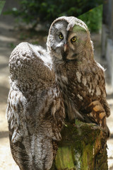 Fototapeta premium Couple of owls living in the zoo