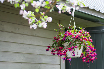 Pink and purple bleeding heart blossoms hanging from a flower pot