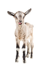Funny gray goatling showing tongue