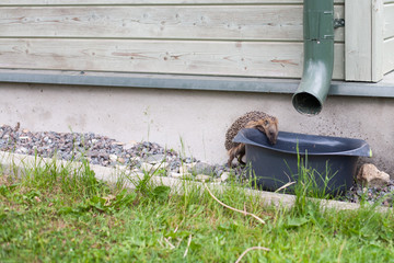 European hedgehog drinking rain water from a bucket © Evoque