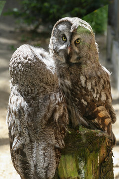 Couple of owls living in the zoo