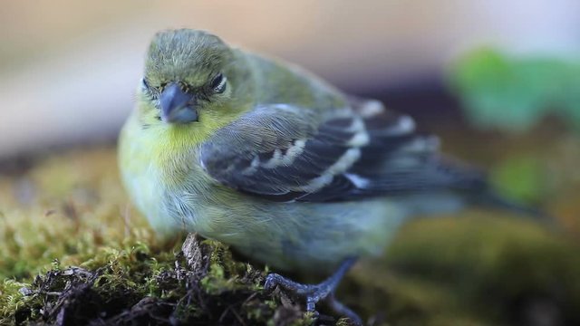 Young goldfinch rests on moss after colliding with window.